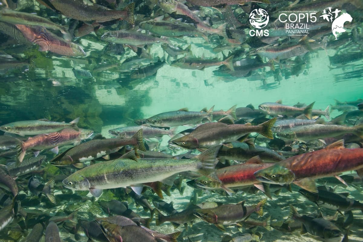 サケやウナギにも影響 回遊性淡水魚81%減の危機に、条約非加盟の日本はどう動くか